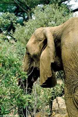 Elephant, Samburu 020613
