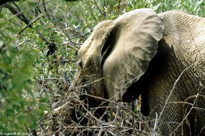 Elephant, Samburu 020615