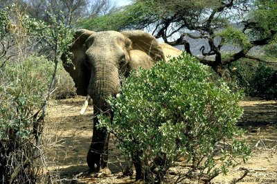Elephant, Samburu 020616