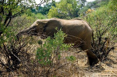 Elephant, Samburu 020617