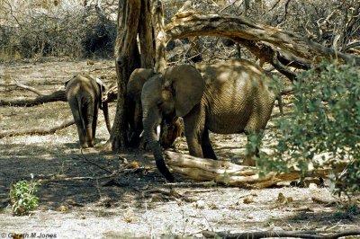 Elephant, Samburu 020713