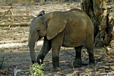 Elephant, Samburu 020714
