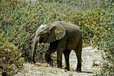 Elephant, Samburu 020716