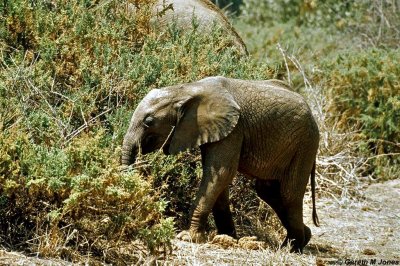 Elephant, Samburu 020717