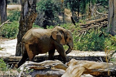 Elephant, Samburu 020720