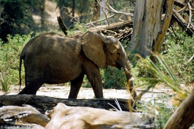 Elephant, Samburu 020723