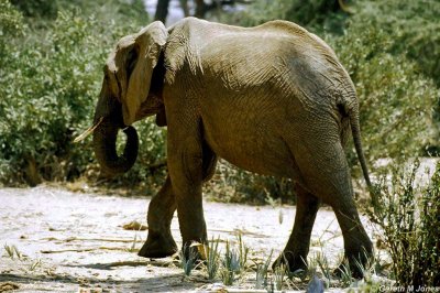 Elephant, Samburu 020827