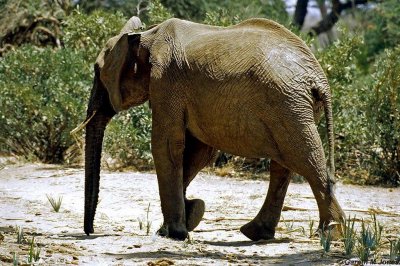 Elephant, Samburu 020828