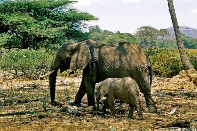Elephant, Samburu 020830