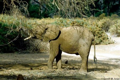 Elephant, Samburu 021030