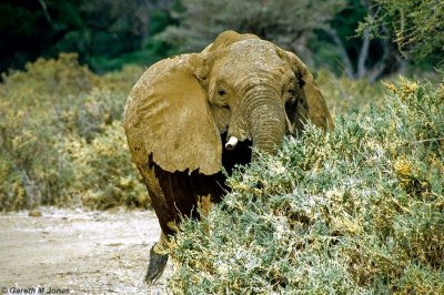 Elephant, Samburu 021031