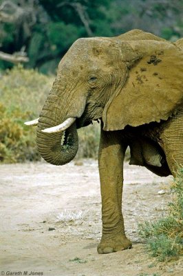 Elephant, Samburu 021032