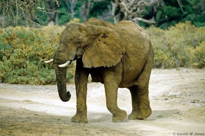 Elephant, Samburu 021033