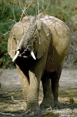 Elephant, Samburu 021036