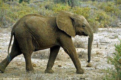 Elephant, Samburu 021101