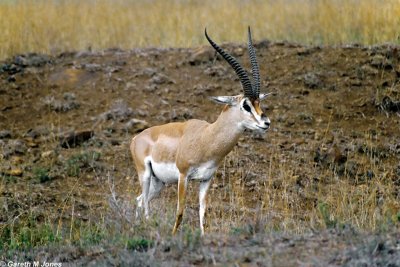 Gazelle, Nairobi 0128