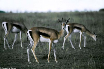 Gazelle, Nairobi 0225