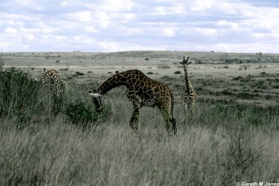 Giraffe, Nairobi 0112