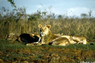 Lion, Nairobi 0228