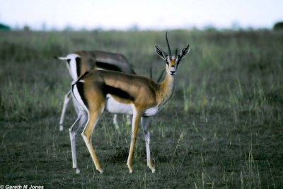 Gazelle, Nairobi 0226