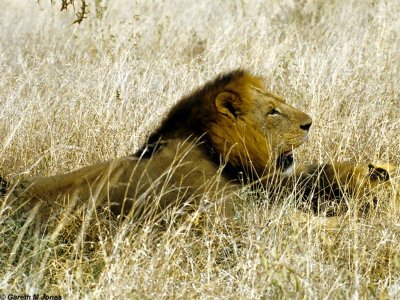 Lion, Nairobi 0425