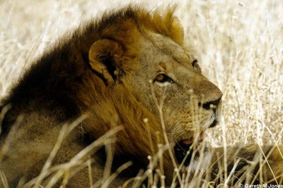 Lion, Nairobi 0430