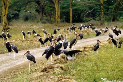 Stork, Nairobi 0401