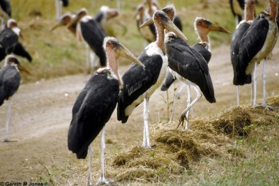 Stork, Nairobi 0403