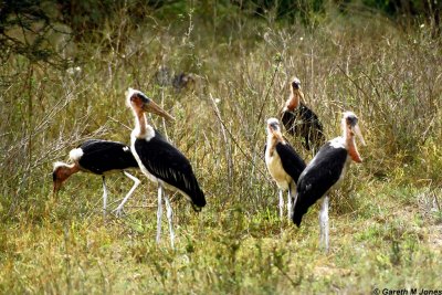 Stork, Nairobi 0405
