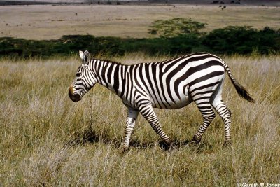 Zebra, Nairobi 0410
