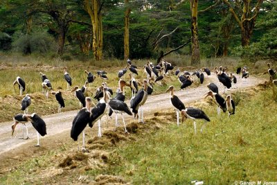 Stork, Nairobi 0402