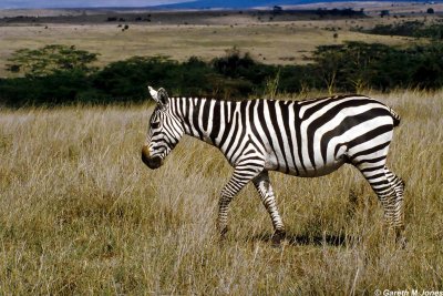 Zebra, Nairobi 0409