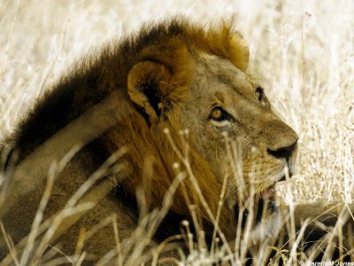 Lion, Nairobi 0432