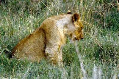 Lion, Nairobi 0436