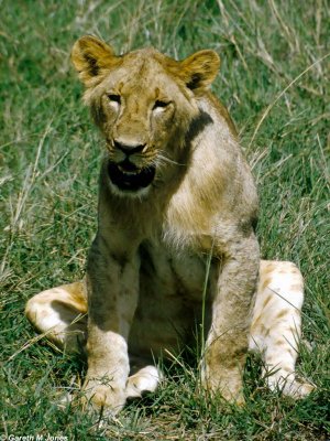 Lion, Nairobi 0502