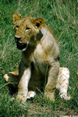 Lion, Nairobi 0501