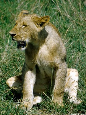 Lion, Nairobi 0504