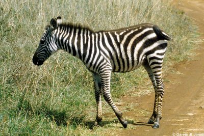 Zebra, Nairobi 0518
