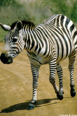 Zebra, Nairobi 0521