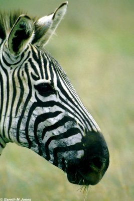 Zebra, Nairobi 0526