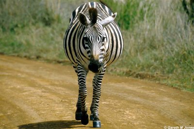 Zebra, Nairobi 0520