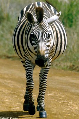 Zebra, Nairobi 0520