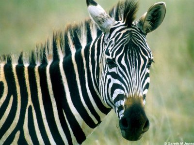 Zebra, Nairobi 0523
