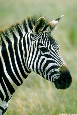 Zebra, Nairobi 0525
