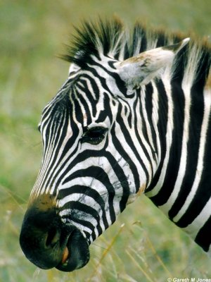 Zebra, Nairobi 0528