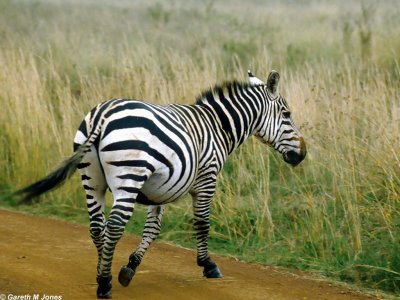 Zebra, Nairobi 0531