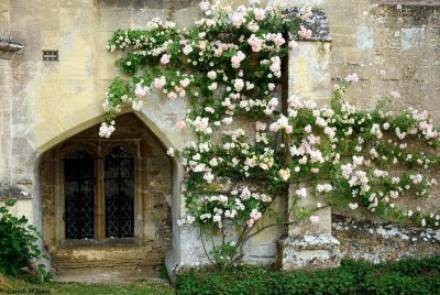 Laycock Abbey 0337