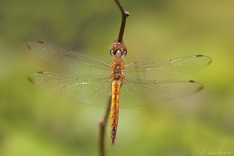 Pantale flavescente / Wandering glider