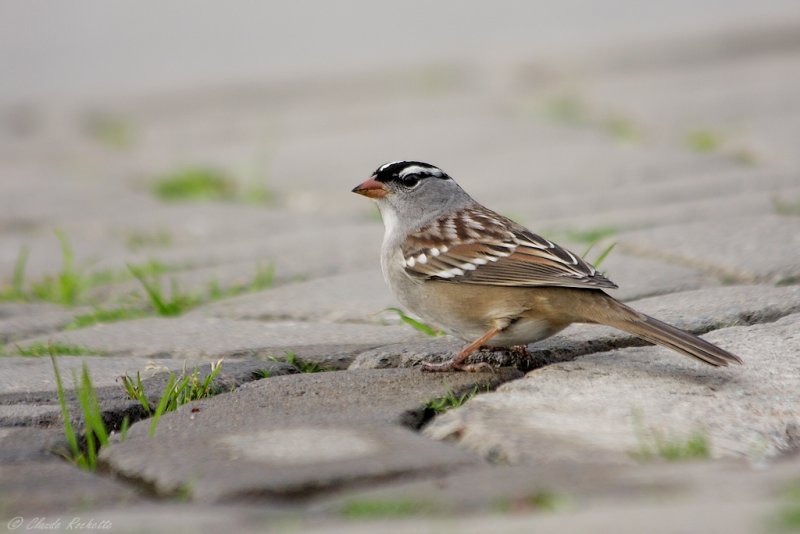 Bruant  couronne blanche / White-crowned Sparrow