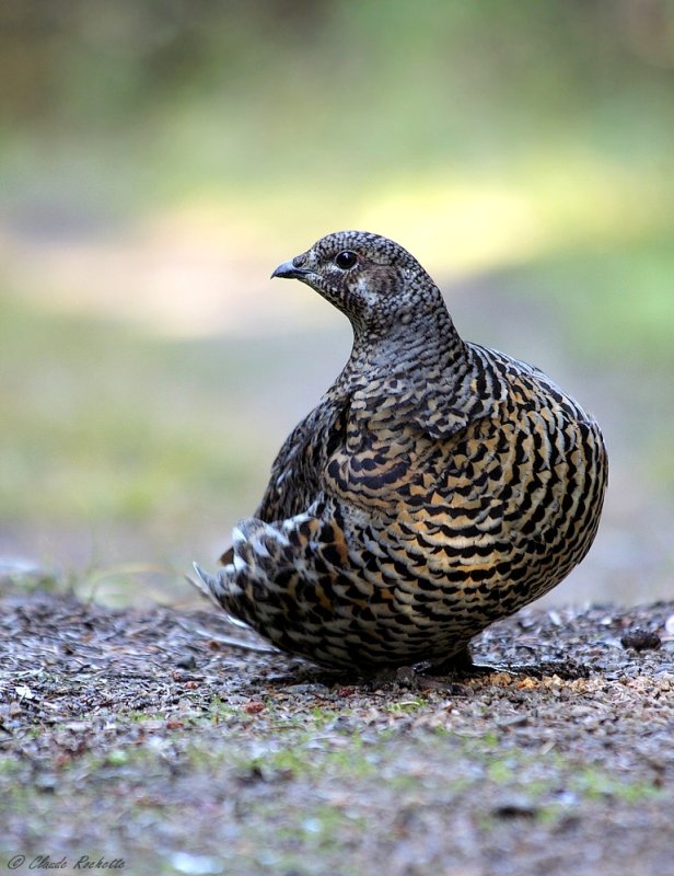 Tétras du Canada / Spruce Grouse